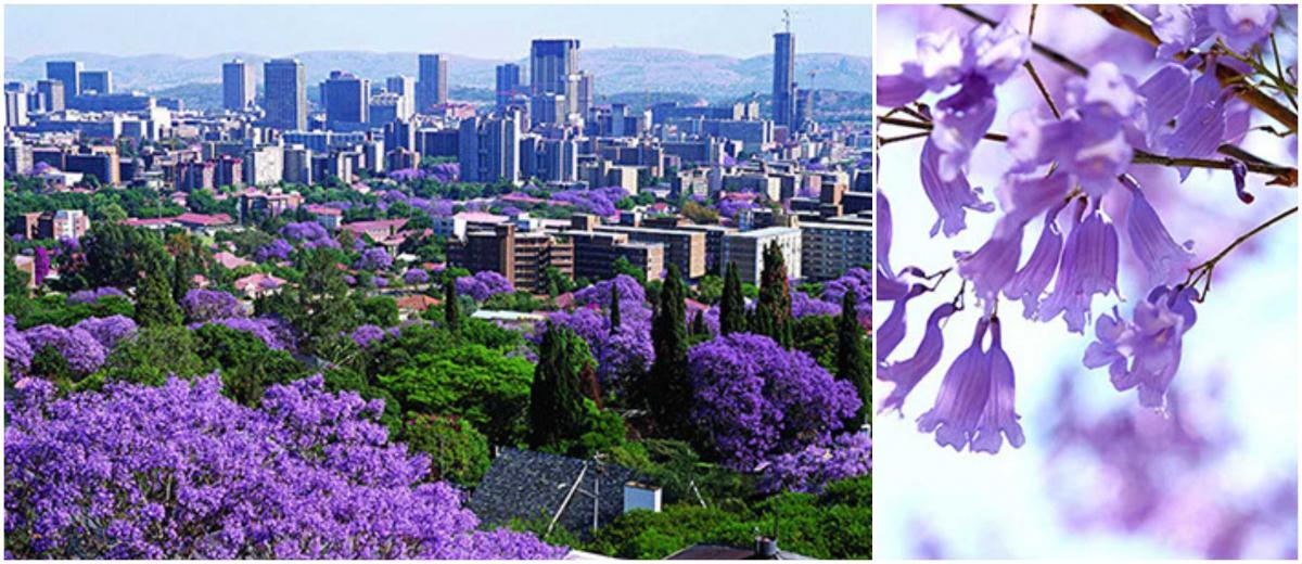 The History of Jacaranda Trees in Pretoria The Heritage Portal